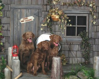 Dasher, Keeper, Piccadilly