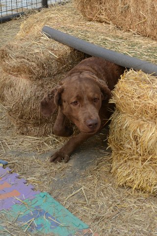 Derby - Barn Hunt Tunnel