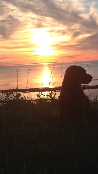 Stella 2014 (Sky Daughter)