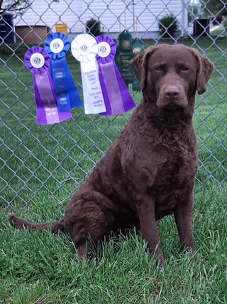 GIA Scentwork Wins
