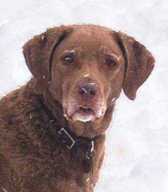 Dasher