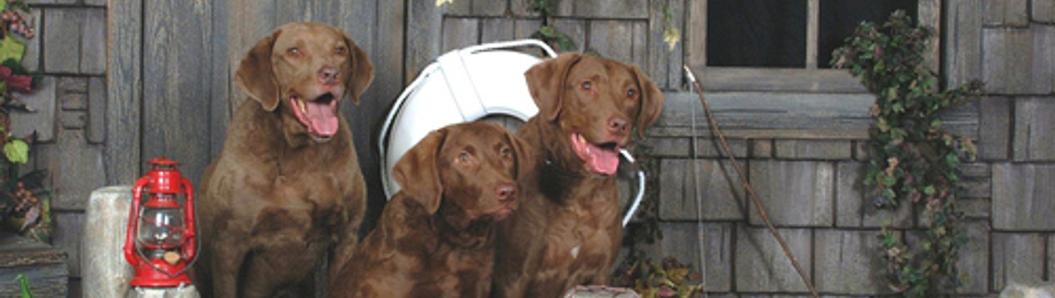Riverdel Chesapeake Bay Retrievers